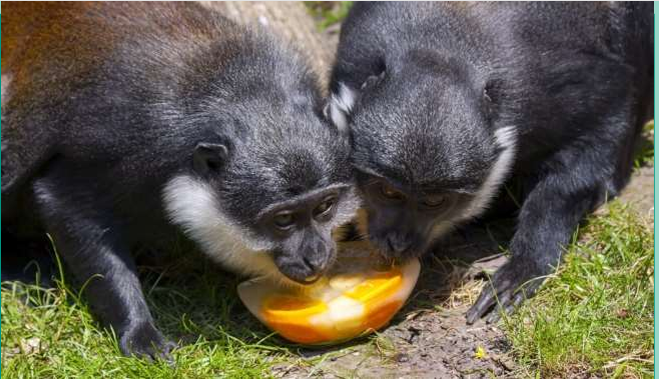 【经验分享】实验室非人灵长类动物 环境丰容——非营养性丰容、营养性丰容