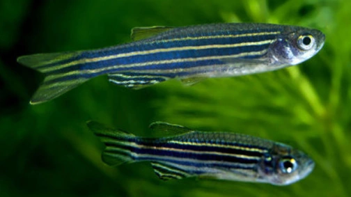 【经验分享】实验用鱼的福利研究现状及思考