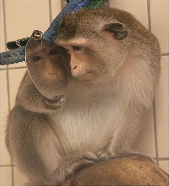 【经验分享】食蟹猴出生后的器官发育情况一览